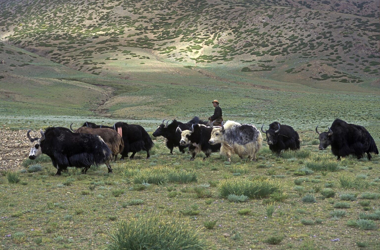 A DROKPA (Tibetan nomad) herds YAKS mounted on his HORSE - Southern route to MOUNT KAILASH, TIBET