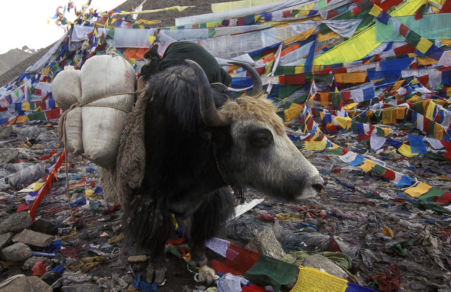 A loaded YAK and PRAYER FLAGS on the DOLMA LA (18,395 ft.), the highest point of the KORA around MOUNT KAILASH, TIBET