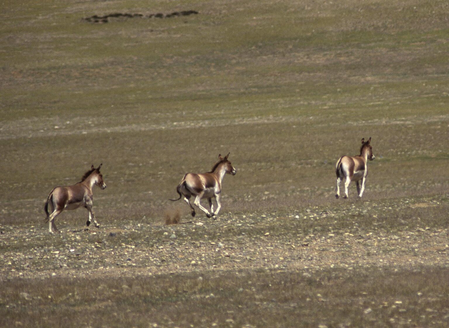 Three KIANG, the wild ass of TIBET, on the TIBETAN PLATEAU - road to MOUNT KAILASH in WESTERN TIBET