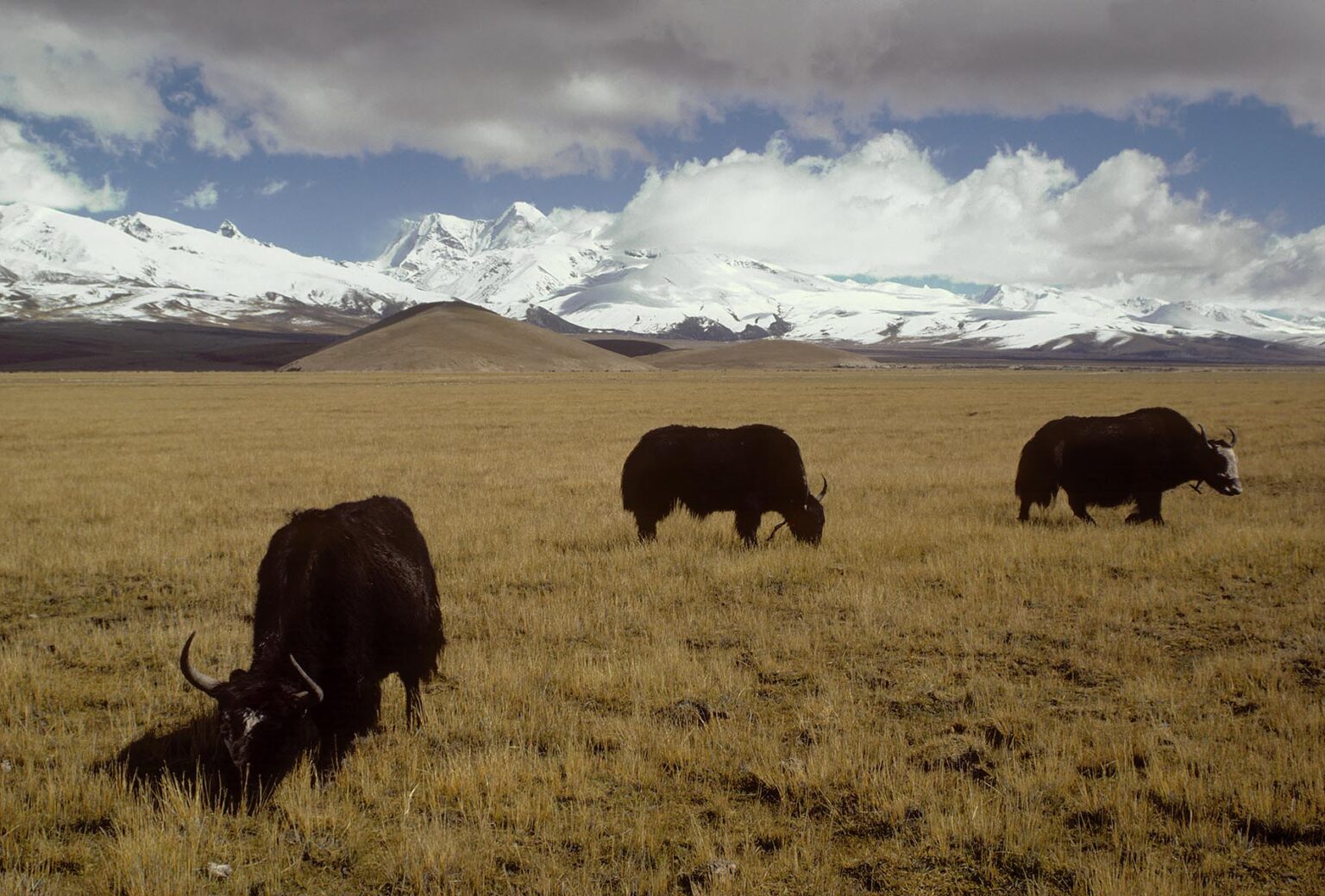 Yaks and the majestic Himalaya - Quinghai route north of Lhasa, Tibet.