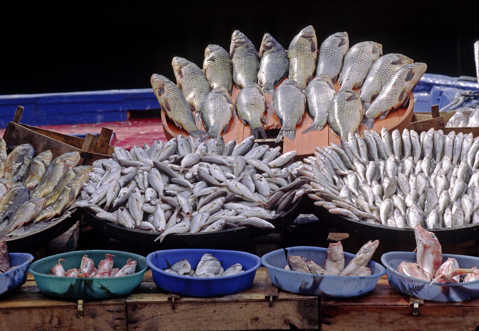 Fresh fish on display - Istanbul, Turkey