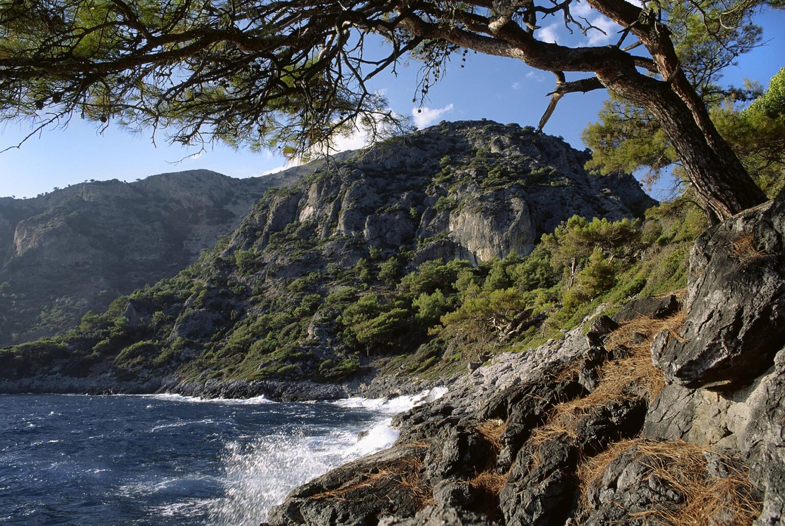 A Red pine clings to the rocks above the azure waters of GUNGORMEZ LIMANI BAY - TURQUOISE COAST, TURKEY