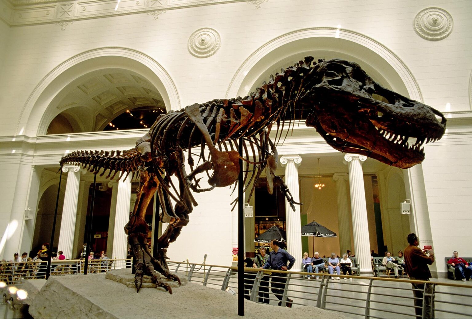 The TYRANNOSAURUS (Tyrannosaurus rex) SKELETON of SUE is on display inside the FIELD MUSEUM OF NATURAL HISTORY - CHICAGO, ILLINOIS