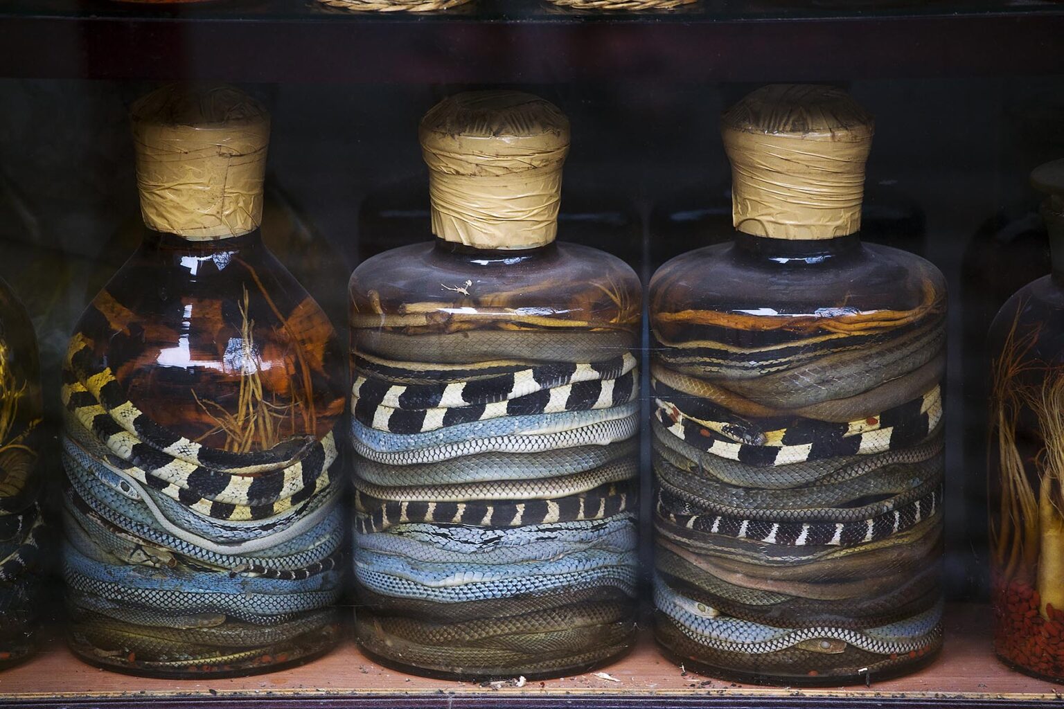 Colorful jars of SNAKE WINE ferment on the shelves of a shop - HANOI, VIETNAM