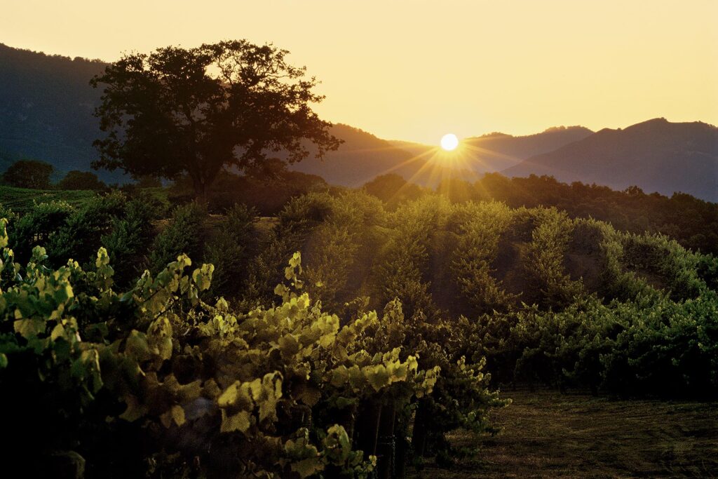 GRAPE VINE rows backlit by SUNSET - JOULLIAN VINEYARDS - CARMEL VALLEY, CALIFORNIA