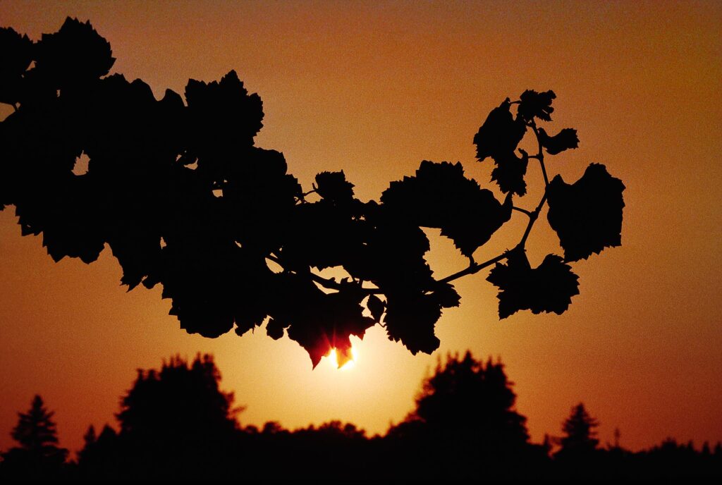 SUNSET through a GRAPE VINE - CALIFORNIA