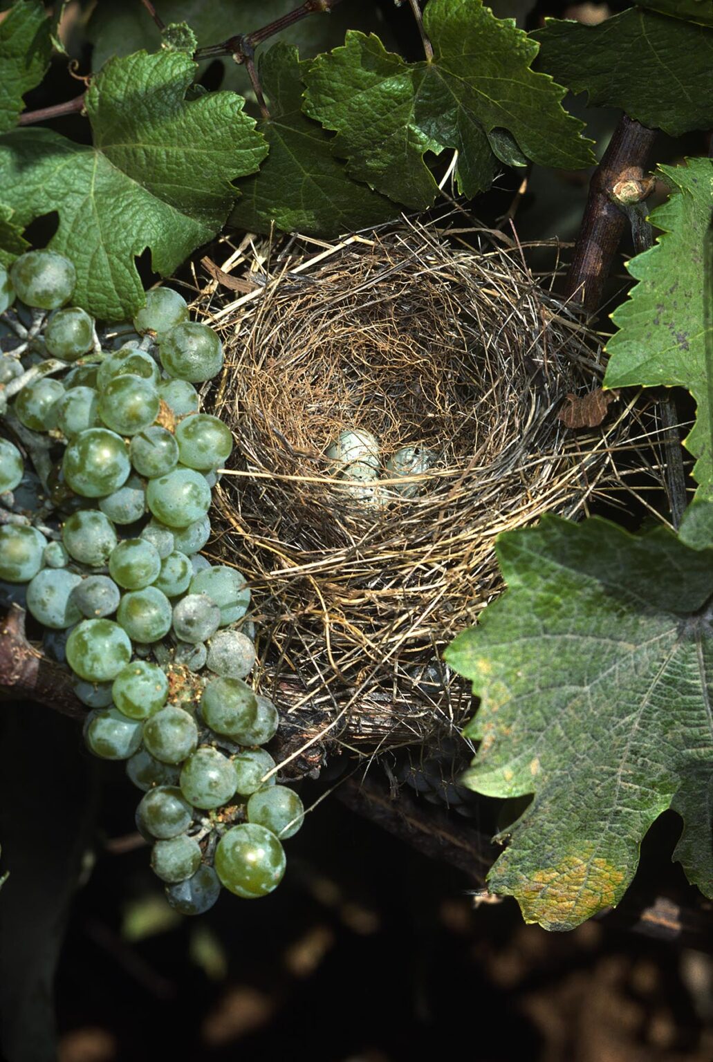 Bird nest found in CHARDONNAY GRAPE VINE at MADRONA VINEYARDS - CAMINO, CALIFORNIA