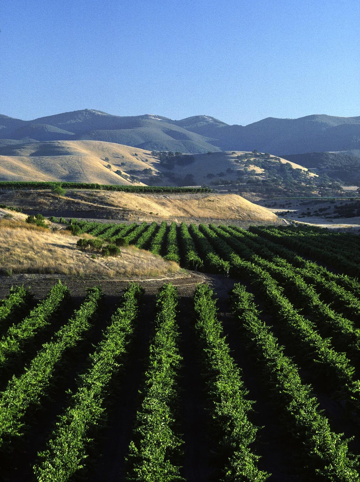 Rows of GRAPE VINES planted up to the rolling hills of the - SALINAS VALLEY, CALIFORNIA
