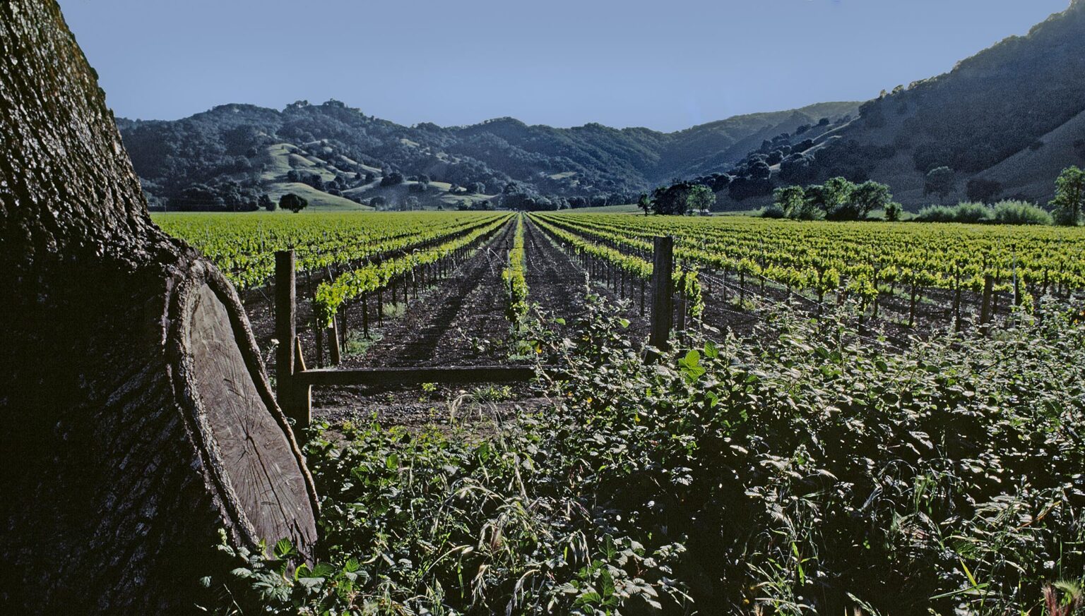 Rows of GRAPE VINES blanket the valley floor 'til they reach the OAK covered hills - NAPA VALLEY, CALIFORNIA