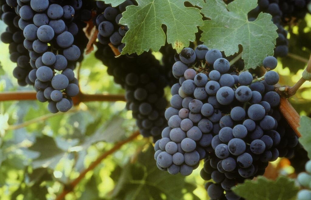 CABERNET SAUVIGNON GRAPES on the vine - CALIFORNIA