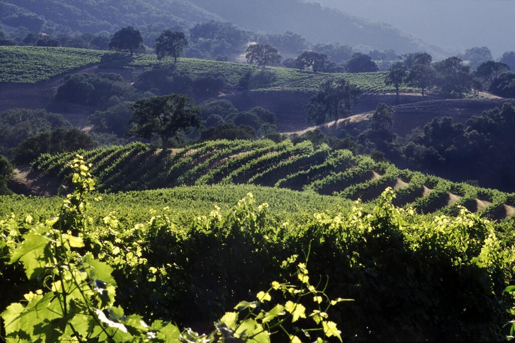 WINE GRAPE VINEYARD - JOULLIAN VINEYARDS - CARMEL VALLEY, CALIFORNIA
