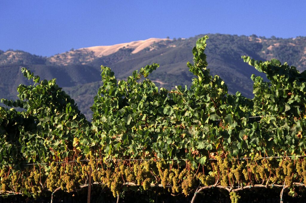 Clusters of CHARDONNAY WINE GRAPES ripen in the sun - MONTEREY COUNTY, CALIFORNIA
