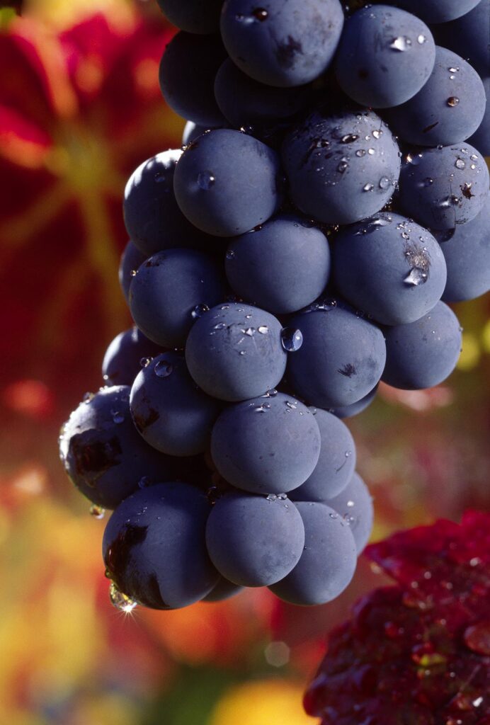 CLUSTER of CABERNET GRAPES ripening on the VINE - MONTEREY COUNTY, CALIFORNIA