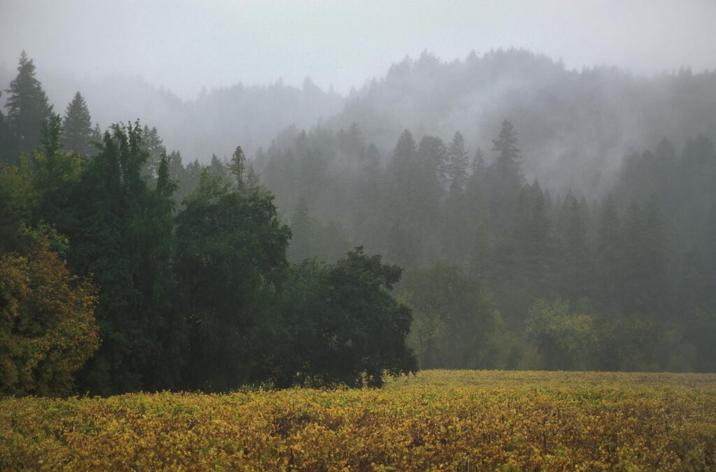 CHAMPAGNE GRAPES grow in the RUSSIAN RIVER area of CALIFORNIA with REDWOOD TREES as a border - FORESTVILLE, CALIFORNIA