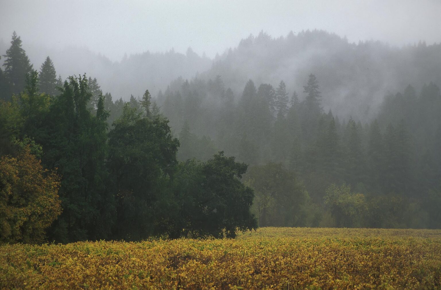 CHAMPAGNE GRAPES grow in the RUSSIAN RIVER area of CALIFORNIA with REDWOOD TREES as a border - FORESTVILLE, CALIFORNIA