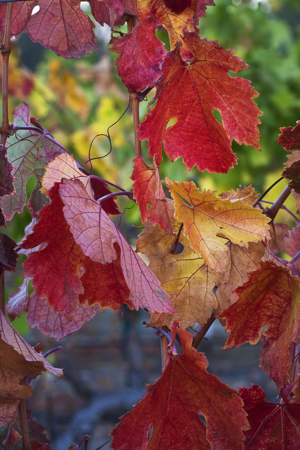 WINE GRAPE LEAVES turn red during the autumn - ALEXANDER VALLEY, HEALDSBURG,  CALIFORNIA