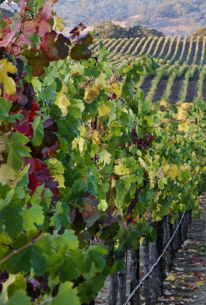 VINEYARDS turn colors during the autumn in ALEXANDER VALLEY - HEALDSBURG,  CALIFORNIA