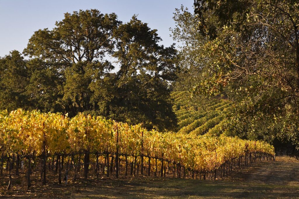 VINEYARDS turn colors during the autumn in ALEXANDER VALLEY - HEALDSBURG,  CALIFORNIA