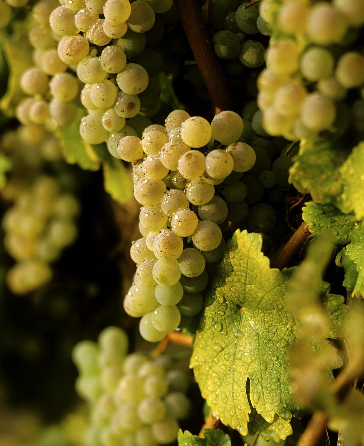 Clusters of SAUVIGNON BLANC glisten in the morning dew at harvest time in CALIFORNIA