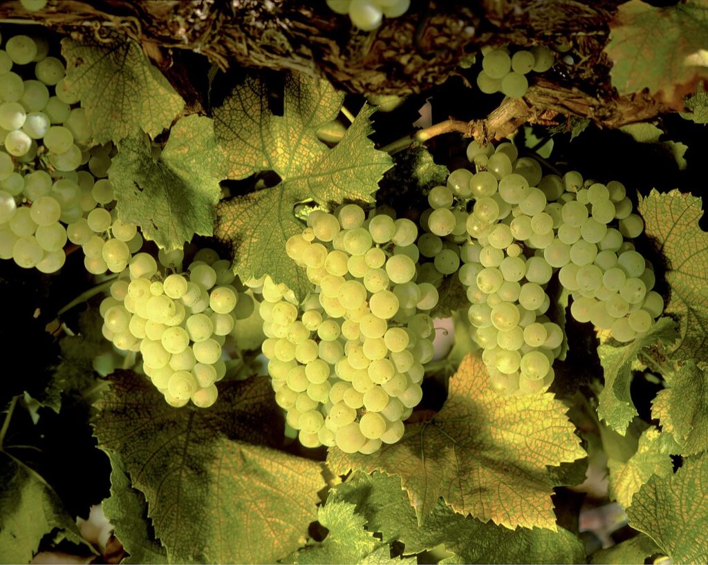 CHARDONNAY WINE GRAPES on the vine at harvest time in CALIFORNIA