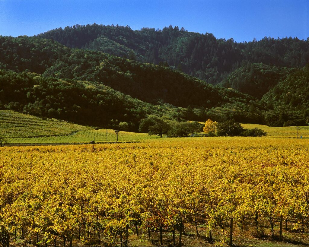GRAPE VINES turn a beautiful golden color as autumn  descends on the NAPA VALLEY - CALIFORNIA