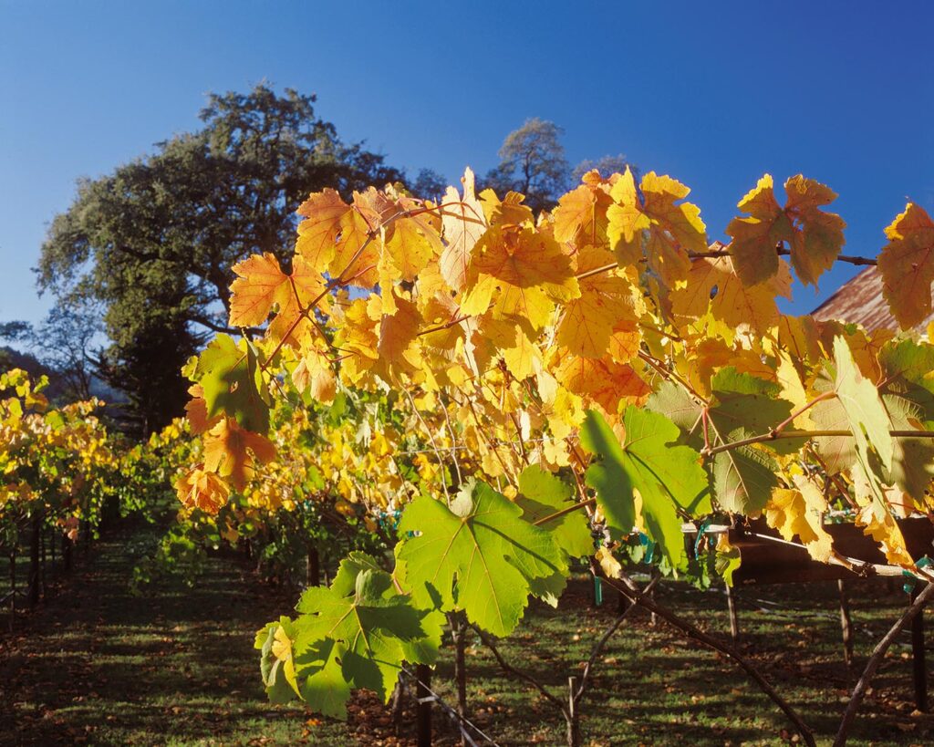 GRAPE VINES turn a beautiful golden color as autumn  descends on the NAPA VALLEY - CALIFORNIA