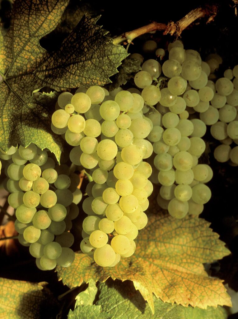 CHARDONNAY WINE GRAPES on the vine at harvest time in CALIFORNIA
