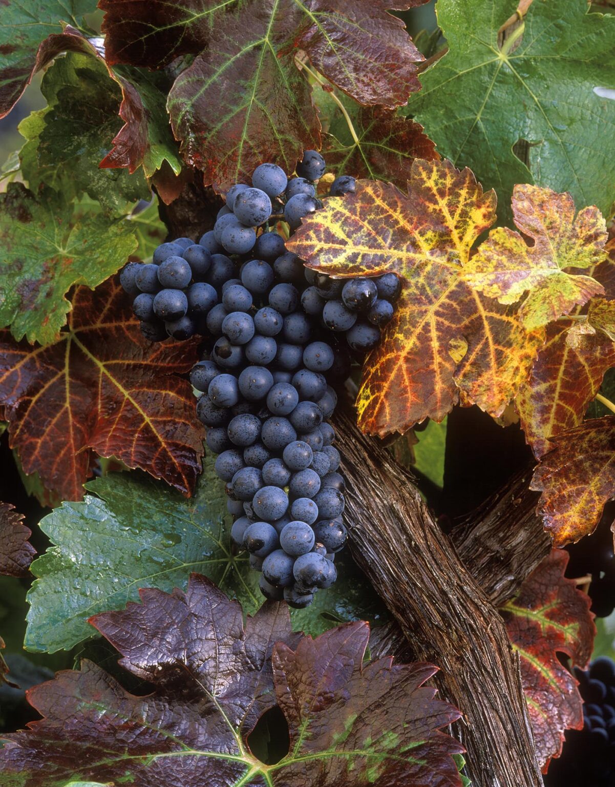 A beautiful cluster of ZINFANDEL WINE GRAPES ripen in the sun