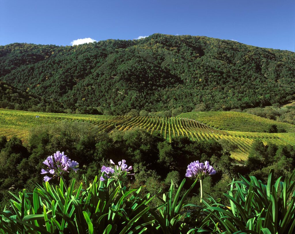 PURPLE AGAPANTHUS and WINE GRAPE VINES in a CARMEL VALLEY VINEYARD - MONTEREY COUNTY, CALIFORNIA
