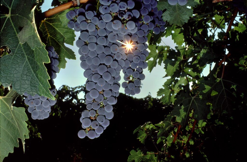 CABERNET SAUVIGNON GRAPES on the vine - CALIFORNIA
