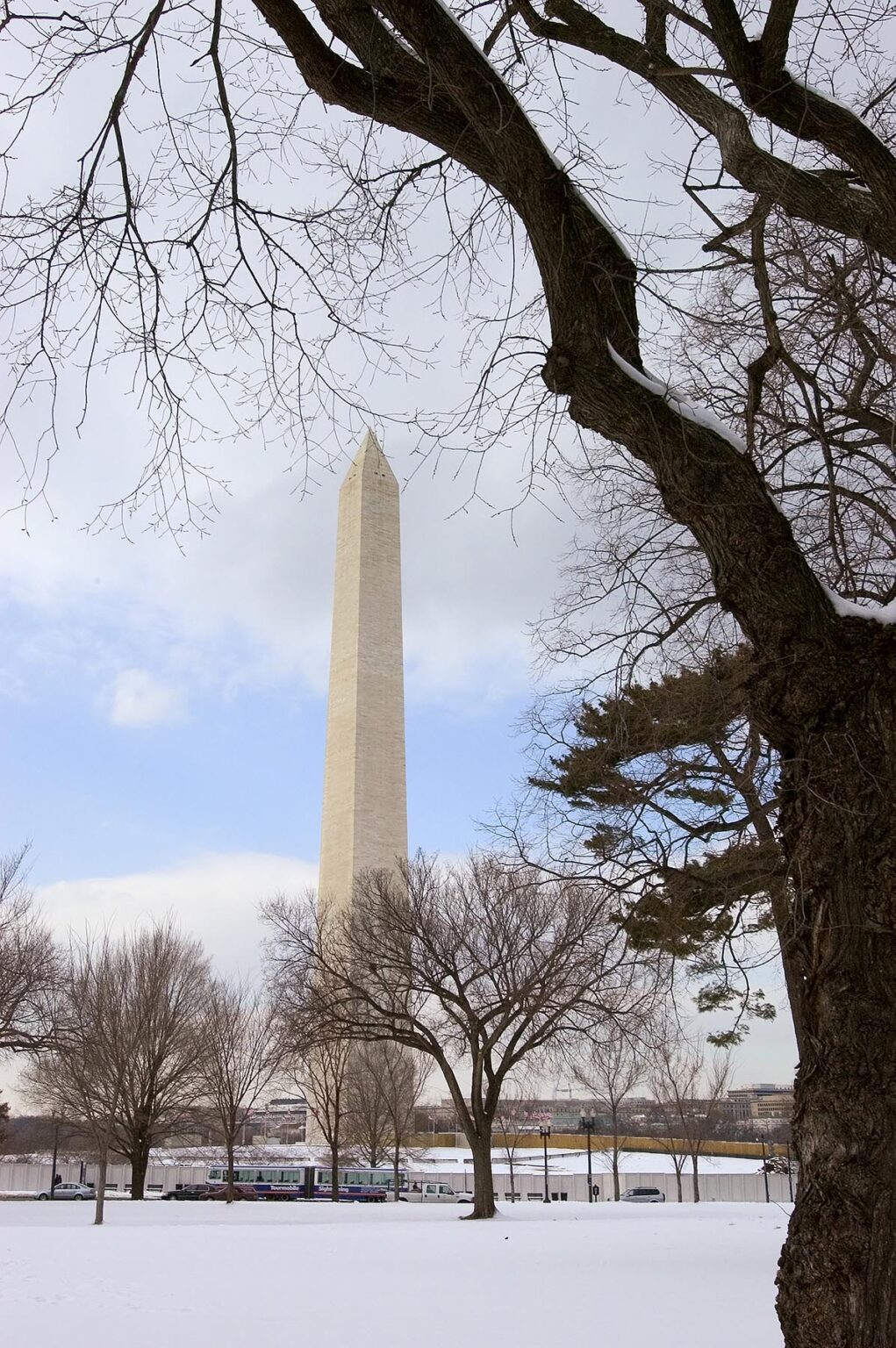 Bare tree frames the 555 foot WASHINGTON MONUMENT honoring PRESIDENT GEORGE WASHINGTON - WASHINGTON DC, USA