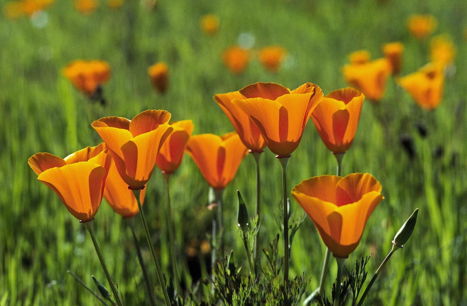 CALIFORNIA POPPY PLANTS (Eschscholzia californica) in bloom - MONTEREY COUNTY, CALIFORNIA