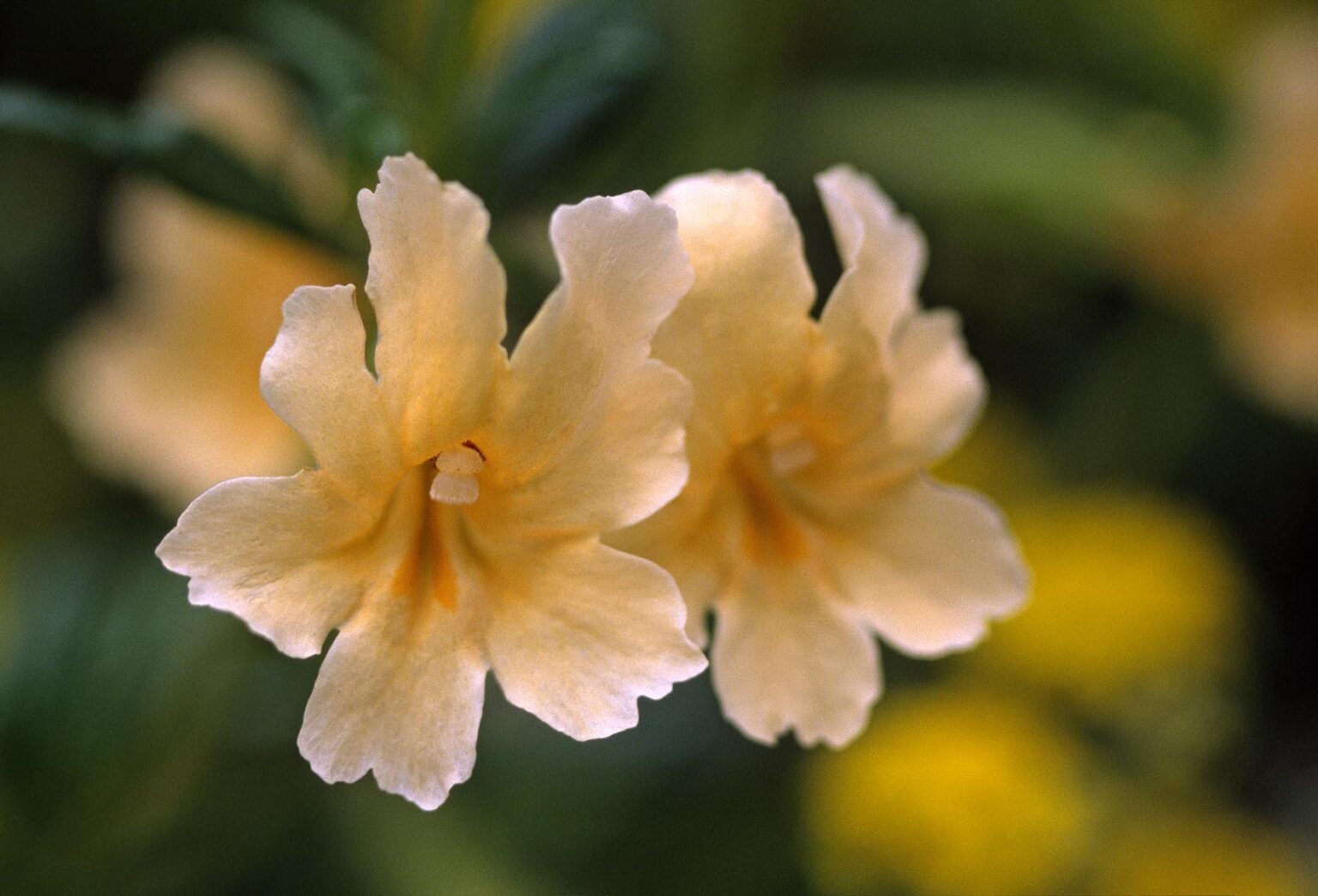 SANTA LUCIA STICKY MONKEY FLOWER (Mimulus bifidusin) in bloom - MONTEREY COUNTY, CALIFORNIA