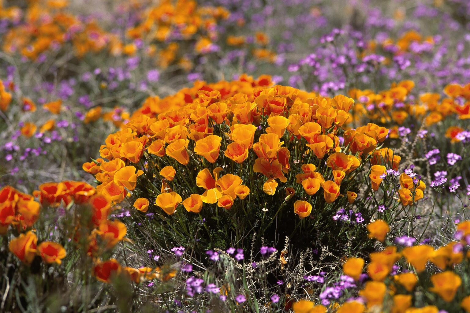 CALIFORNIA POPPY PLANTS (Eschscholzia californica) and purple LONG LEAFED PHLOX (Phlox longifolia) - CALIFORNIA