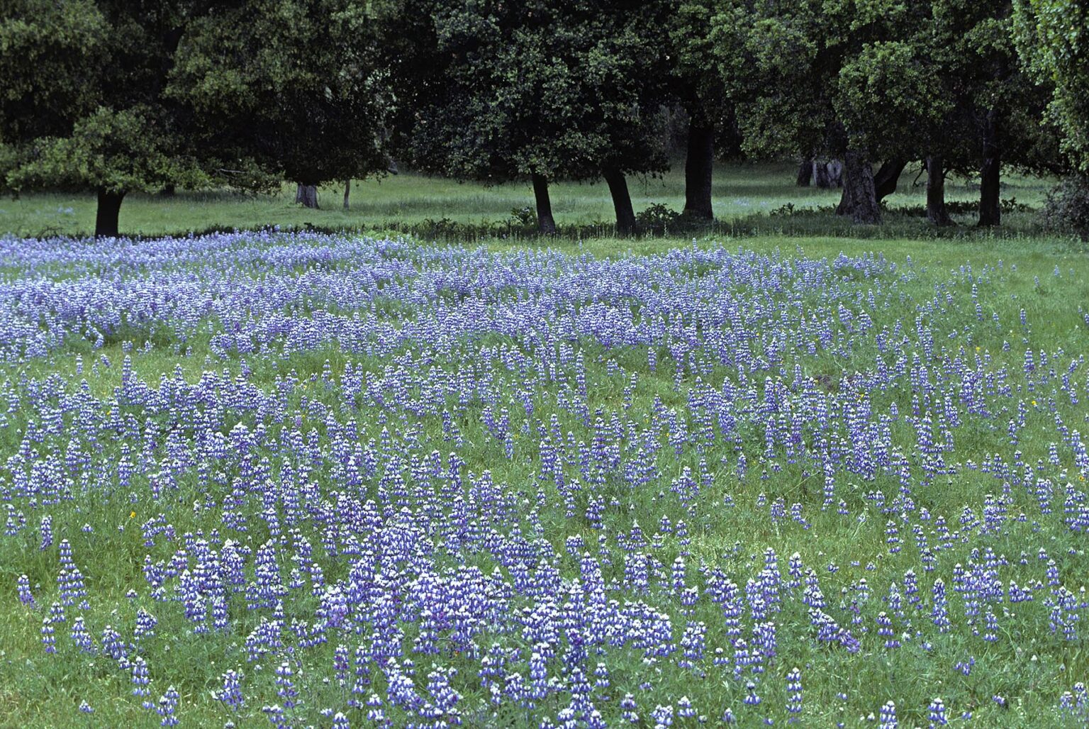 A pasture ofSKY LUPINE (Lupinus nanus) blooms in spring - CARMEL VALLEY, CALIFORNIA