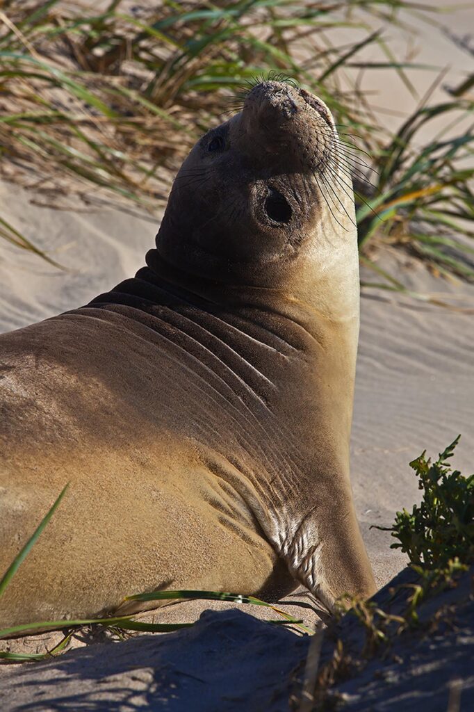 A young female ELEPHANT SEAL (Mirounga angustirostris) on the beach at ANO NUEVO STATE PARK - CALIFORNIA