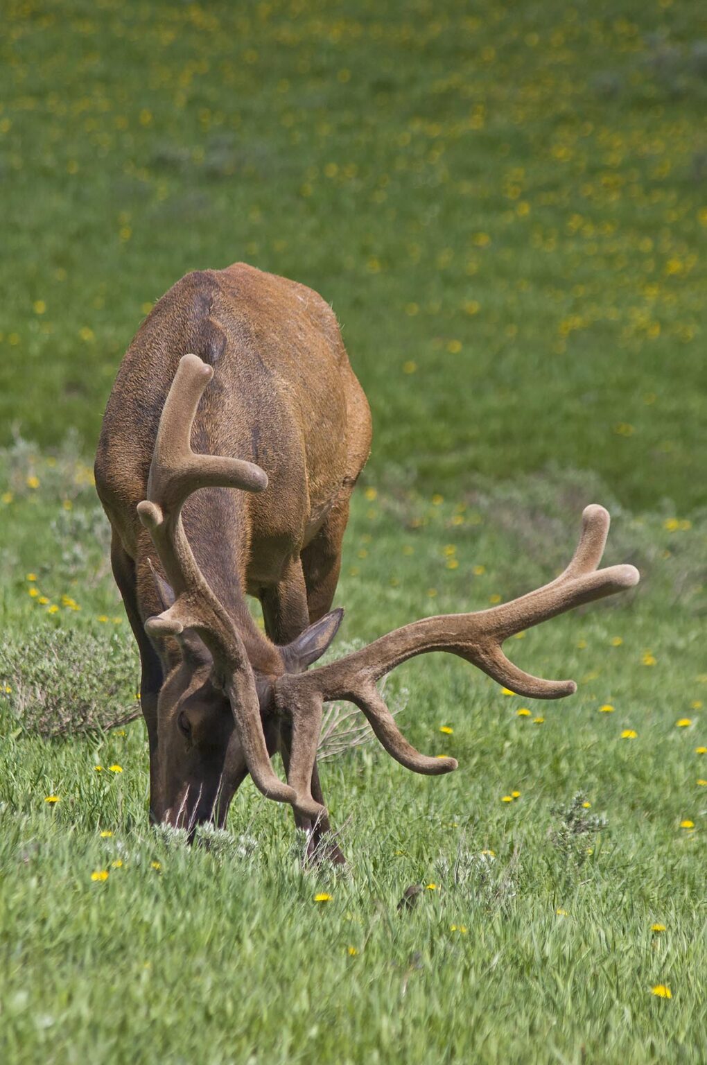A BULL ELK (Cervus elaphus) graze peacefully in a pasture  - YELLOWSTONE NATIONAL PARK, WYOMING