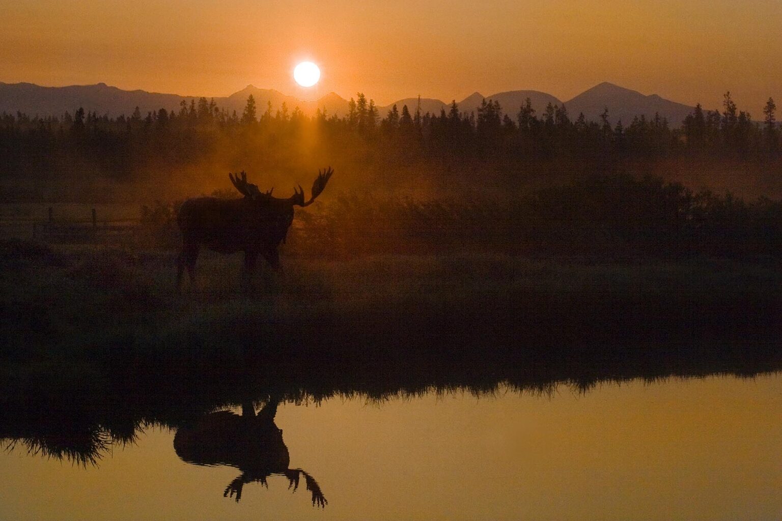 A MOOSE (Alces alces) on the bank of the YELLOWSTONE RIVER at sunrise - YELLOWSTONE NATIONAL PARK, WYOMING