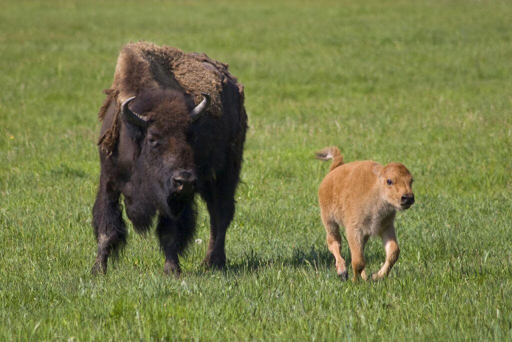 A BISON COW with her frolicking CALF - YELLOWSTONE NATIONAL PARK, WYOMING