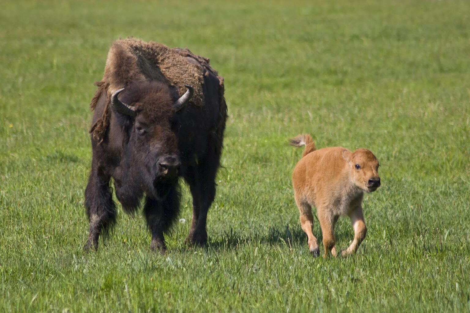 A BISON COW with her frolicking CALF - YELLOWSTONE NATIONAL PARK, WYOMING
