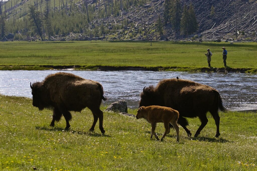 BISON COWS and CALF share their environment with FLY FISHERMAN along the YELLOWSTONE RIVER - YELLOWSTONE NATIONAL PARK, WYOMING