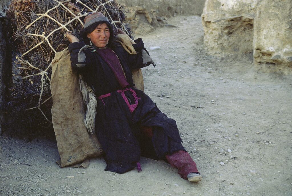 LADAKHI WOMAN setting down huge load of FIREWOOD, LAMAYURU - LADAKH, INDIA