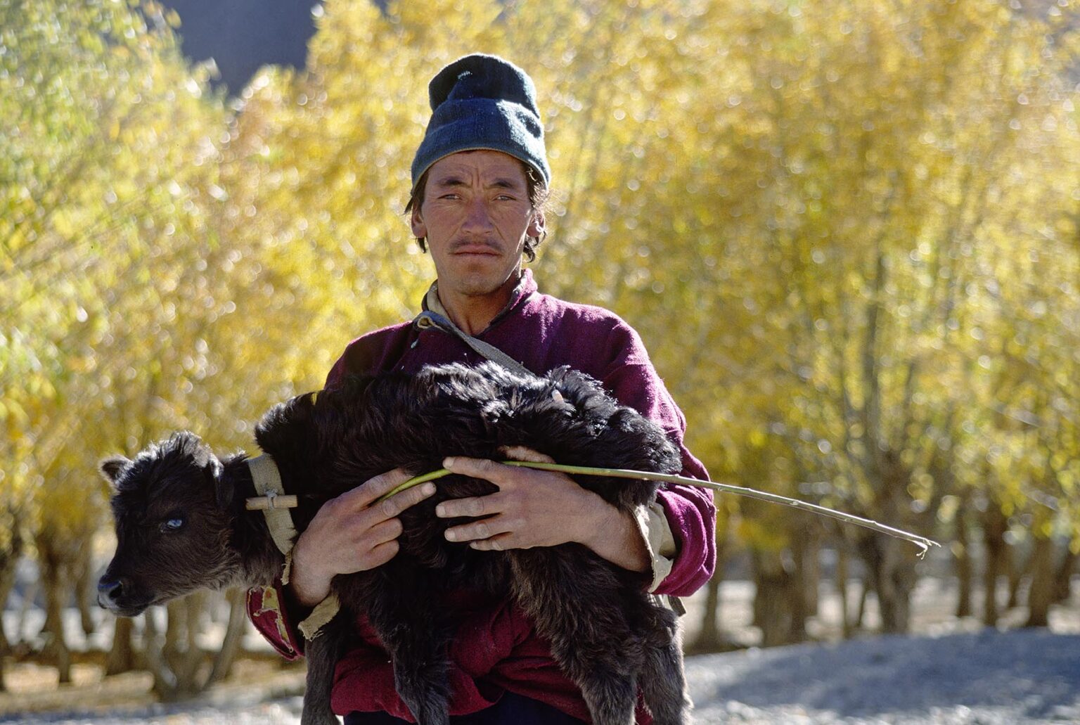 A LADAKHI MAN carries a BABY YAK against a backdrop of AUTUMN COLORS in the HIMALAYAS - LADAKH, INDIA