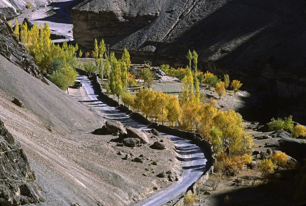 Birch trees line the Srinigar Leh Highway in autumn - LADAKH, INDIA