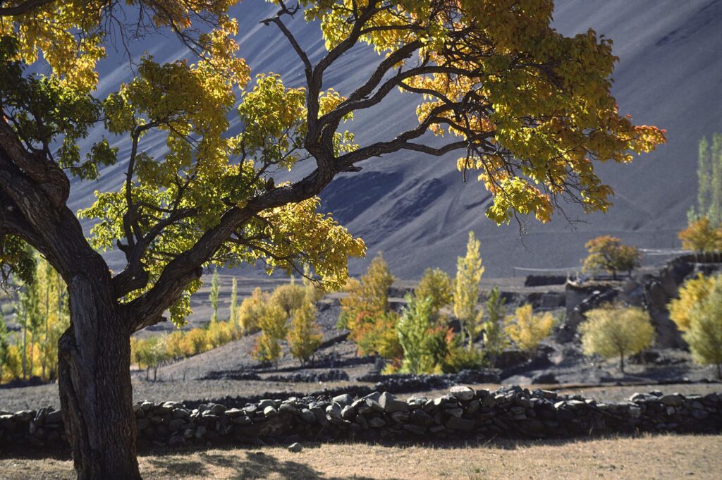 The village of ALCHI and the AUTUMN COLORS of an APRICOT TREE stand out against the barren Himalayan hills - LADAKH, INDIA
