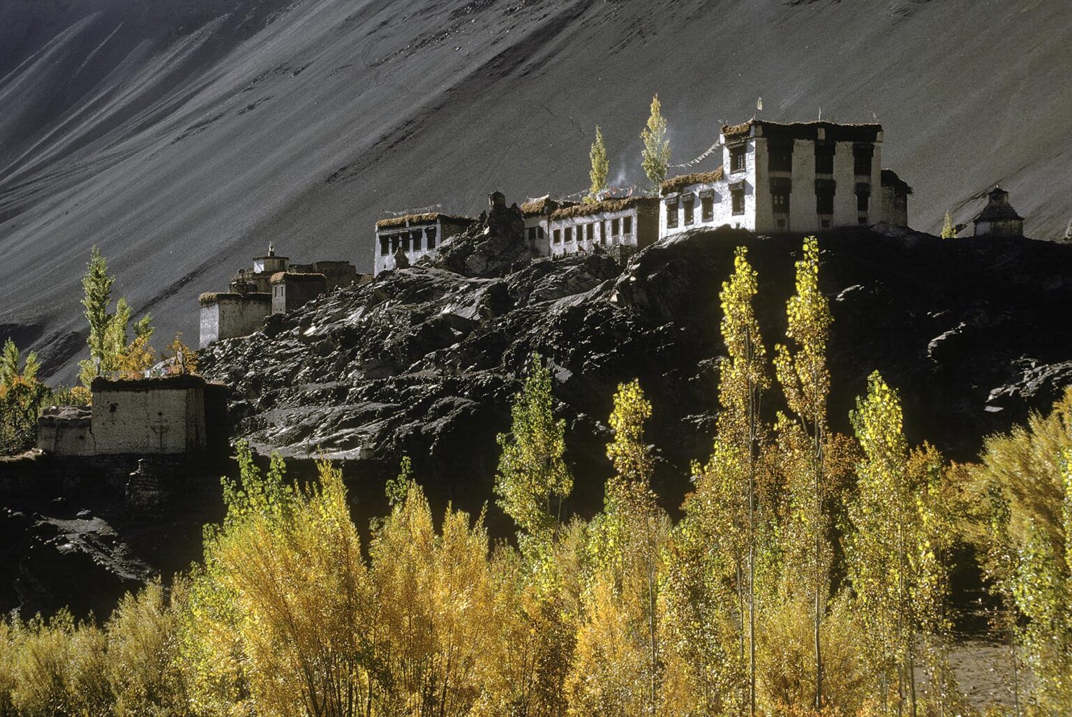 The village of ALCHI and the AUTUMN COLORS of its trees stand out against the barren Himalayan hills - LADAKH, INDIA