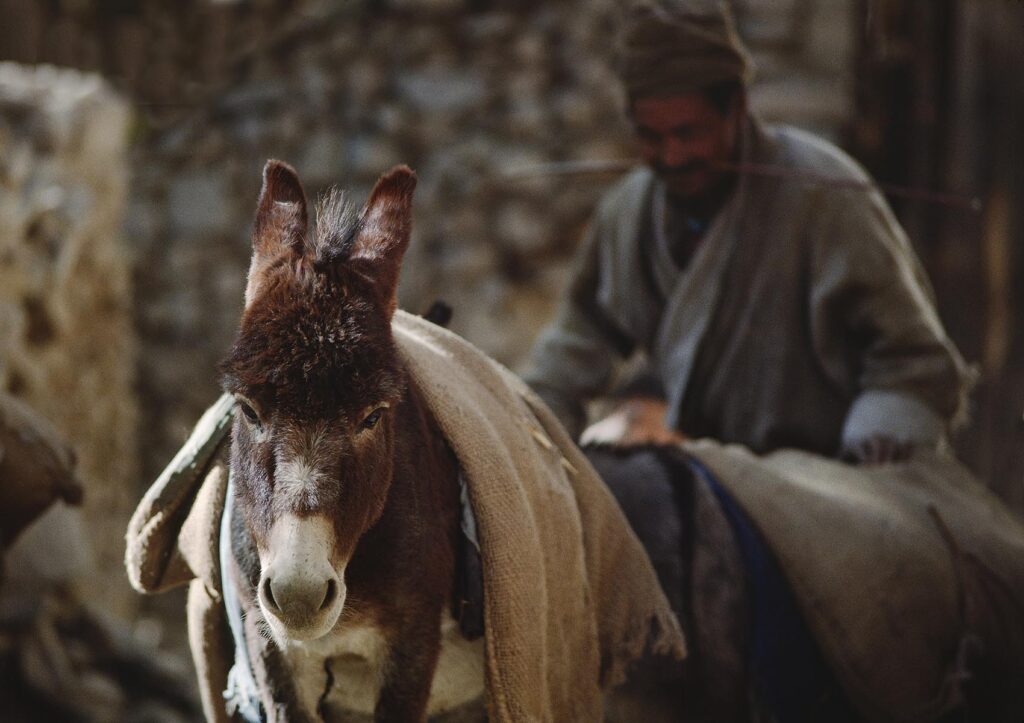 LADAKHI MAN prepares his goods to transport on a DONKEY with a BURLAP SACK - LADAKH, INDIA