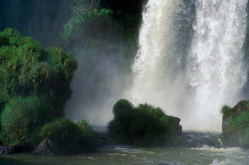 PLANTS flourish in the wet environment of IGUAZU FALLS, IGUAZU FALLS NATIONAL PARK - PUERTO IGUAZU, ARGENTINA