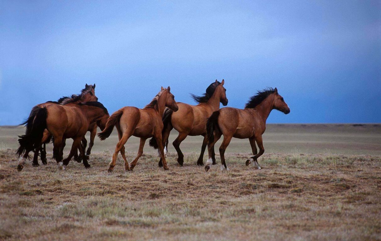 Wild Horses gallop across the pampas - ARGENTINA'S PATAGONIA