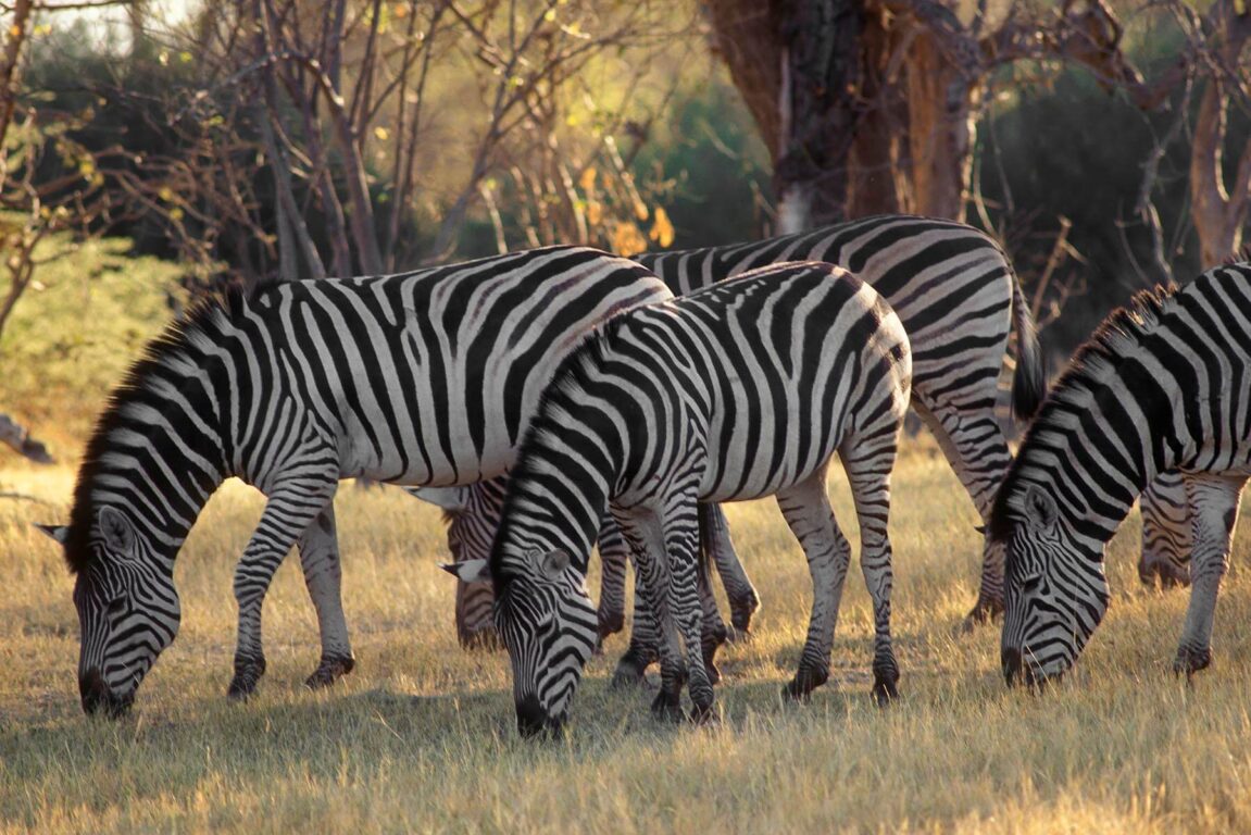A herd of BURCHELL'S ZEBRA in the OKAVANGO DELTA - BOTSWANA